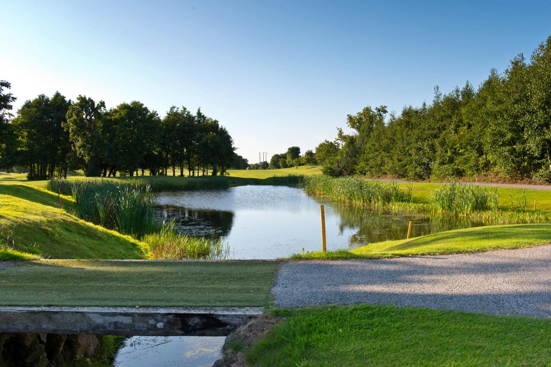 a pond surrounded by green