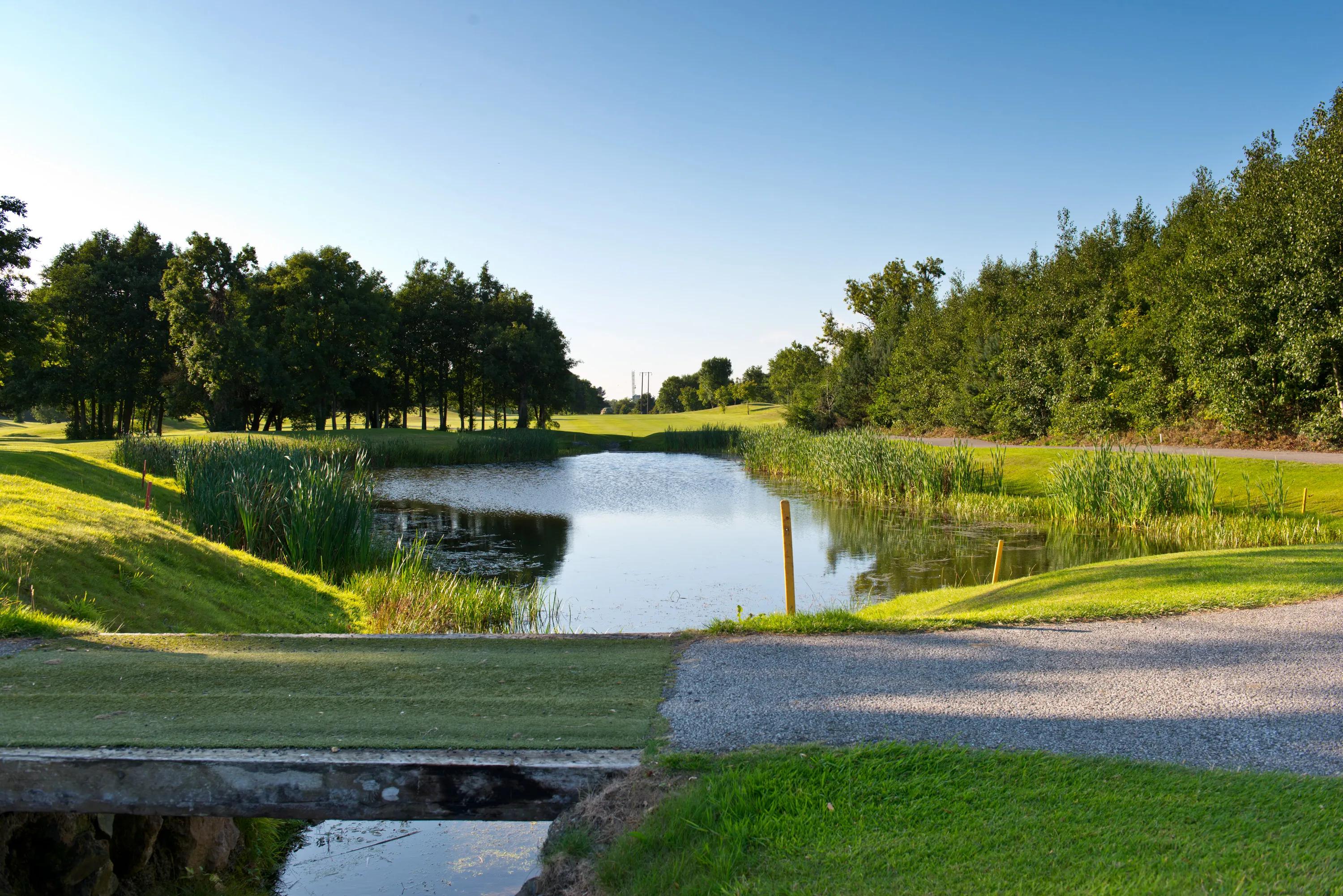 a pond surrounded by green